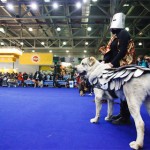 Международная выставка собак РКФ “Евразия 2017”
