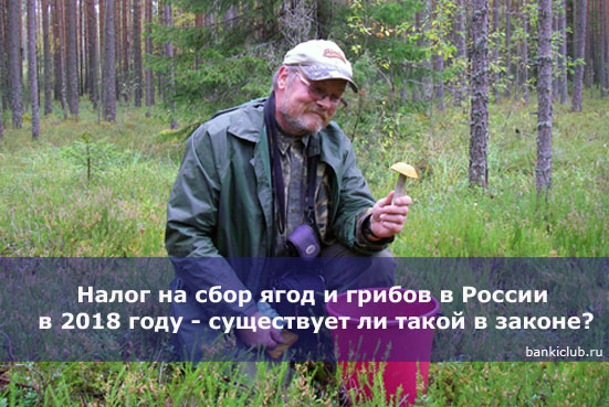 Налог на сбор ягод и грибов в России в 2018 году - существует ли такой в законе?