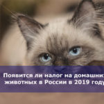 Появится ли налог на домашних животных в России в 2019 году