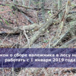 Закон о сборе валежника в лесу начал работать с 1 января 2019 года
