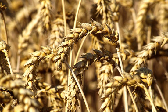 Что будет с ценами на зерно в 2019 году