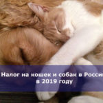 Налог на кошек и собак в России в 2019 году