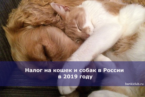 Налог на кошек и собак в России в 2019 году