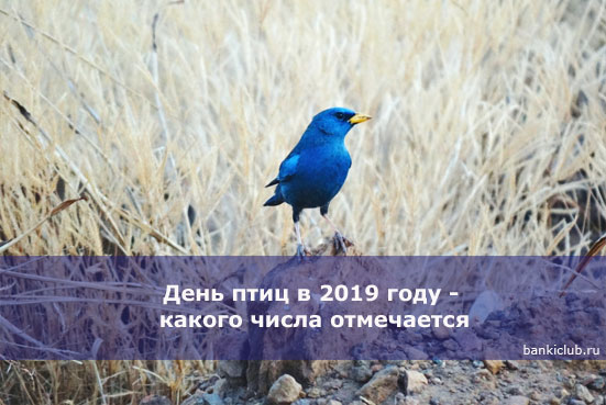День птиц в 2019 году - какого числа отмечается