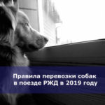 Правила перевозки собак в поезде РЖД в 2019 году