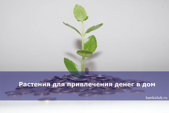 Растения для привлечения денег в дом () Растения для привлечения денег в дом