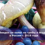 Введен ли налог на грибы и ягоды в России с 2019 года