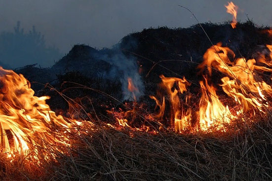 Штраф за поджог травы в 2019 году