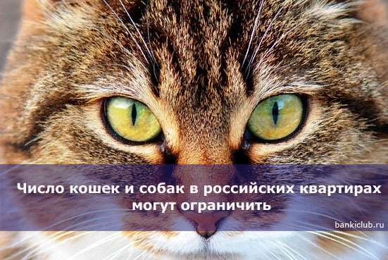 Число кошек и собак в российских квартирах могут ограничить